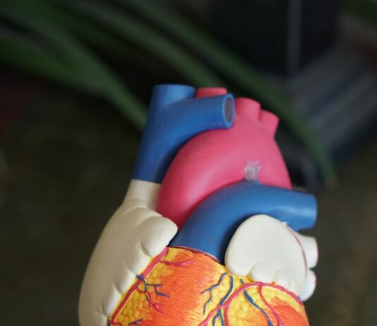 심혈관 건강 챙기는 비법, 올바른 식단 조절의 중요성 orange heart decor