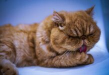 “밥 먹고 나면 왜 이렇게 졸릴까요?”… 식곤증이 단순한 졸음이 아닐 수도 있습니다 a cat yawning on a bed