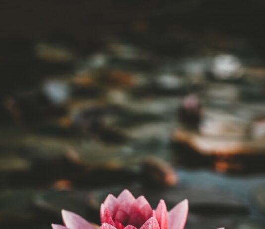 “마음 돌보기, 일상에서 시작하세요” – 스트레스 관리 노하우 pink and white lotus flower