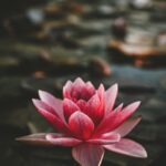 일상 속 ‘마음챙김’…정신건강 지키는 새로운 습관으로 떠오르다 pink and white lotus flower