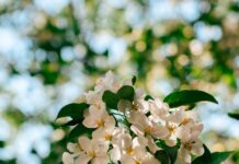 “뇌건강, 일상의 작은 변화로 지키자…집에서 실천하는 뇌 활력 루틴” Sunlit white apple blossoms against a blurred green background.