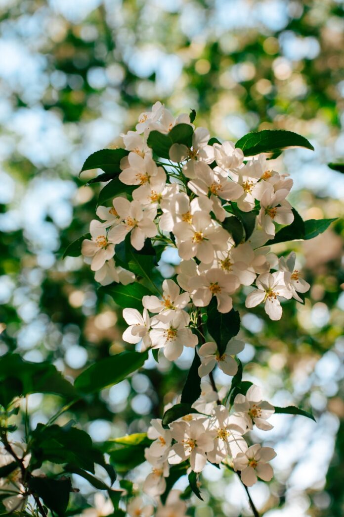 Sunlit white apple blossoms against a blurred green background.