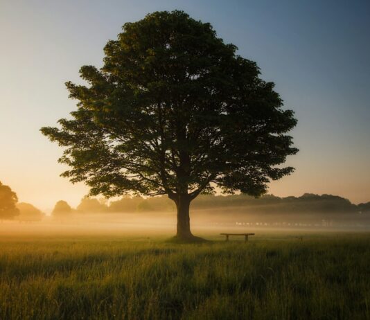 “마음 챙김, 일상 속 건강 습관으로 자리 잡다” green leafed tree surrounded by fog during daytime